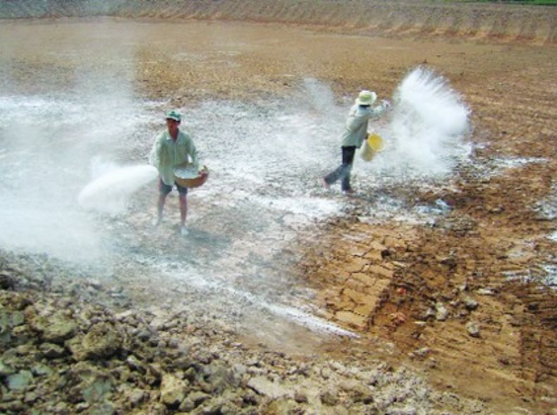 Xử lý đất nhiễm mặn bằng phương pháp bón vôi