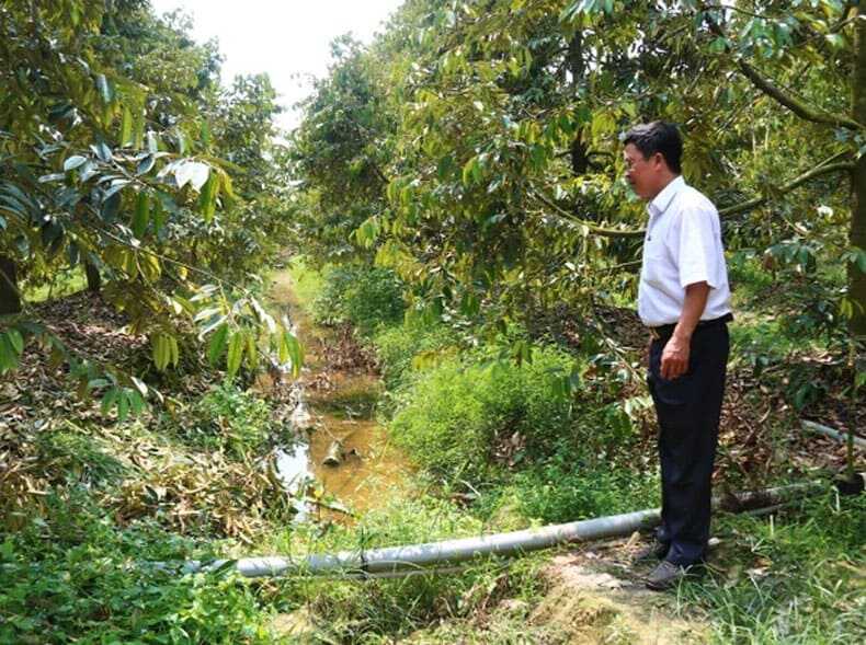 Chính quyền địa phương tham quan vườn trái cây để có biện pháp ứng phó với nhiễm mặn