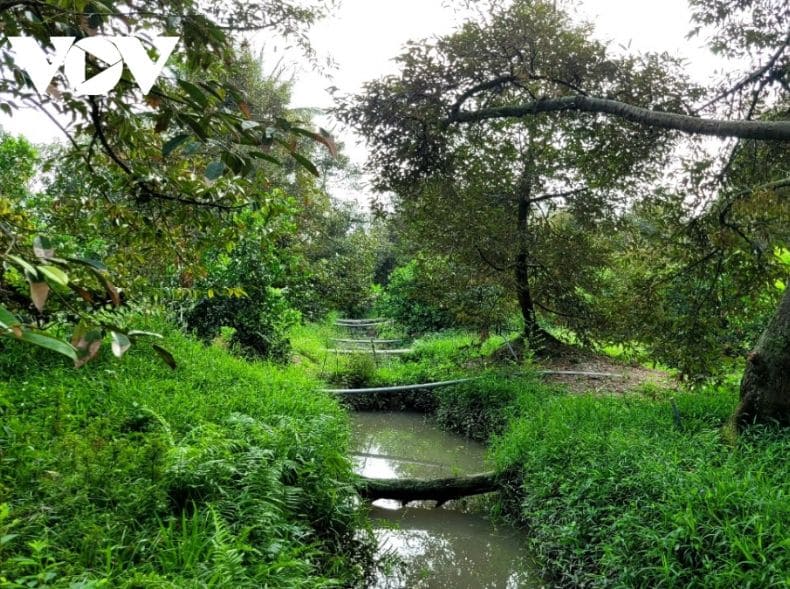 Vườn cây sầu riêng ven sông Tiền nước trong mương bị xâm nhập mặn