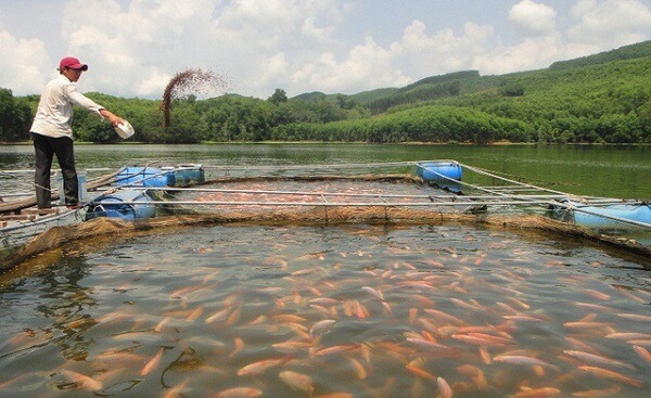 Nước nhiễm phèn nuôi cá được không và cách xử lý hiệu quả