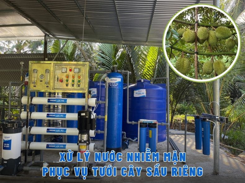 Xử lý nước mặn xâm nhập vườn sầu riêng ở Tiền Giang